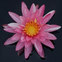 เมล็ดสายต่างประเทศ (Night Blooming Water Lily) ขาวแกมชมพู 5 เมล็ด