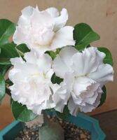 5 เมล็ด เมล็ดพันธุ์ ชวนชม ลูกผสมไฮบริด สายพันธุ์ Florence สีขาว กุหลาบทะเลทราย Desert Rose Adenium seed ราชินีบอนไซ ปลูกง่ายมาก รีบสะสม