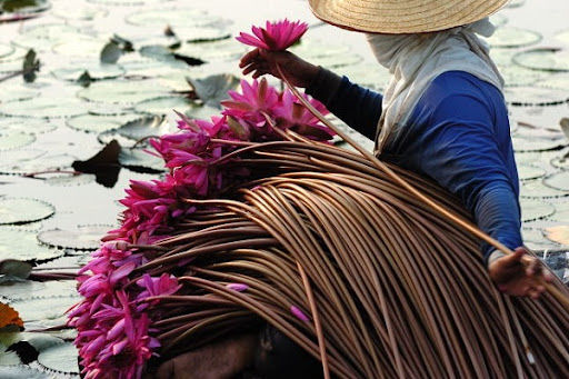 เมล็ดพันธุ์บัวสาย-บรรจุ-300-เมล็ด-บัวแดง-บัวกินสาย