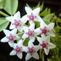 20 เมล็ดพันธุ์ Home Plant Seed โฮย่า กล้วยไม้โฮย่า สกุลนมตำเลีย (Hoya) มีดอกหอม ให้ดอกตลอดปี ชอบแสงแดดครึ่งวัน อากาศถ่ายเท อัตราการงอกของเมล็ด 80-85%