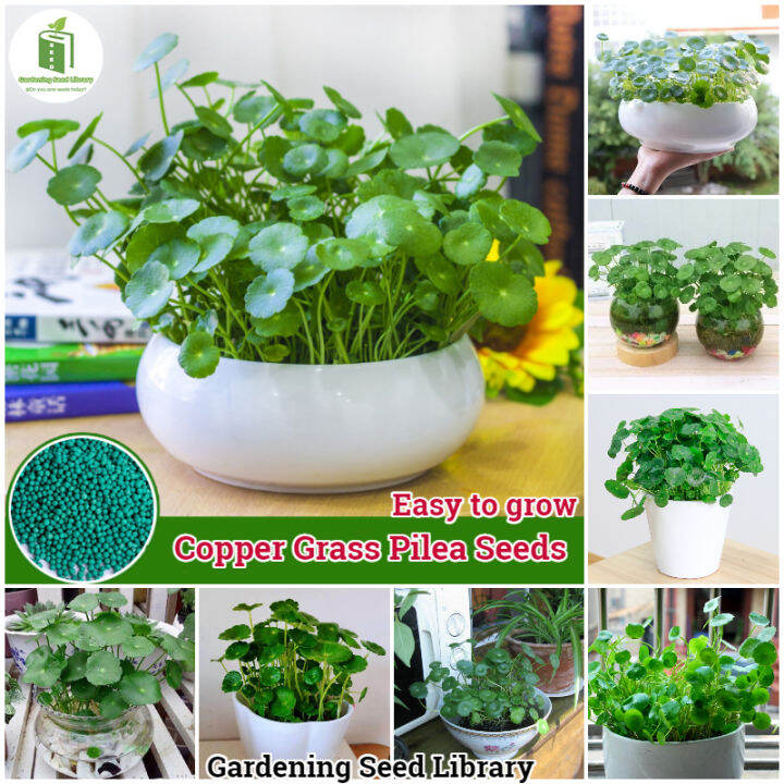 50 seeds/pack Copper Grass Pilea Seeds for Planting Flowers Gardening