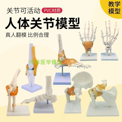 The function model of the human knee joint shoulder joint elbow joints foot joint movable hip bone model