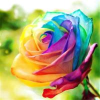 50Pcs Rainbow Rose Seeds (มีคู่มือภาษาไทย) [ไม่ใช่พืช! เป็นเมล็ดพันธุ์] [คลังสินค้าจุด][ขายตรงจากโรงงาน][ของแท้อย่างเป็นทางการ][โปรโมชั่นลดราคา][50 เมล็ดพันธุ์][เมล็ดผลไม้][เมล็ดพันธุ์ผัก][อร่อยจัง][ปลอดภัย][คลังสินค้าจุด][ผลผลิต89%][ความดีงาม]