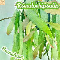 [สูโดริพซาลิส รามูโลซ่า] Pseudorhipsalis Ramulosa แคคตัส ต้นไม้ ไม้หนาม ไม้ทนแล้ง กุหลาบหิน ไม้อวบน้ำ พืชอวบน้ำ succulent cactus กระบองเพชร