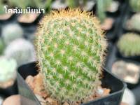 แคคตัส (Cactus) หรือ ต้นกระบองเพชร (โคลัมเบียน่า) กระถาง 2 นิ้ว