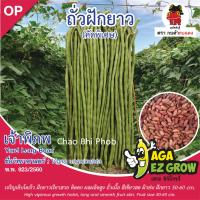 เมล็ดพันธุ์ ถั่วฝักยาว เจ้าพิภพ บรรจุ 10 กรัม [โปรโมชั่น ซื้อ10แถม1 คละได้]