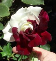 30 เมล็ด เมล็ดพันธุ์ กุหลาบ สตาร์แอนด์สไตร้พส์ Tiger Striped Rose Seed สี ขาว-แดง ดอกใหญ่ นำเข้าจากต่างประเทศ พร้อมคู่มือ เมล็ดสด