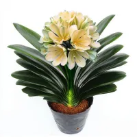 PM_ 20/30/50 Clivia Seeds Indoor Planting Fragrant Blooms Potted Bonsai Flower