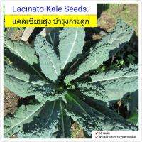 เมล็ดพันธุ์ Kale Lacinato Dinosaul 60-80 seeds เมล็ดพืช ผักสวนครัว อัตราการงอกสูง พร้อมคำแนะนำการเพาะเมล็ด