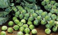 เมล็ดพันธุ์กะหล่ำดาว Brussels Sprouts-Green เมล็ดพันธุ์ผักสวนครัว