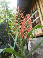 หัวเหง้า-ว่านมหาหงส์ สเลเต ดอกสีแดง (Hedychium coronarium) ดอกหอมมาก เหง้าบดผสมน้ำผึ้ง ไม้มงคล