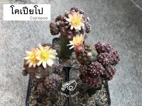 โคเปียโป Copiapoa ไฮโปเกีย เมล็ด กระบองเพชร  Hypogaea ยิมโน แคคตัส แมม แอสโตร