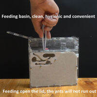 Ant Acrylic Combo พร้อม Hybrid Sand Nest Ant Farm Formicerum สำหรับ Ant Housing