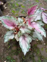 Jual Tanaman Hias Begonia Violet Terbaru - Jan 2023 