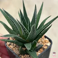 ( Promotion+++) คุ้มที่สุด ฮาโวเทีย ม้าเขียว Haworthia Herbacea ไม้อวบน้ำ กุหลาบหิน Cactus&amp;Succulent ราคาดี พรรณ ไม้ น้ำ พรรณ ไม้ ทุก ชนิด พรรณ ไม้ น้ำ สวยงาม พรรณ ไม้ มงคล