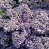 เคลสการ์เลต เคลสีม่วง (เมล็ด) Scarlet Kale Seed