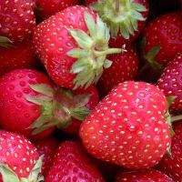 50 เมล็ด/ชุด เมล็ดพันธุ์ Strawberry สายพันธุ์ Surecrop