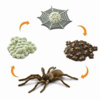 Safari Ltd. : SFR100406 โมเดล Life Cycle Of A Spider