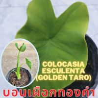 Colocasia Gold Taro ต้นบอนเผือกทองคำ น่าสะสม 1 ต้น จัดส่งไปพร้อมกระถาง
