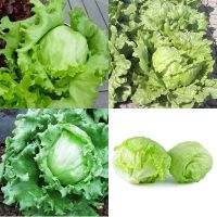 300 เมล็ด ผักสลัด ไอซ์เบิร์ก - Iceberg Lettuce (สลัดใบกรอบ อร่อย)