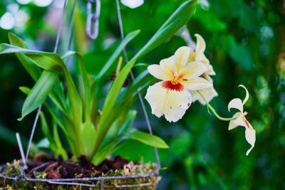 30 เมล็ดพันธุ์ เมล็ดกล้วยไม้ กล้วยไม้มิลโทนอปซิส (Miltonopsis Orchids) Orchid flower seed อัตราการงอก 80-85%.