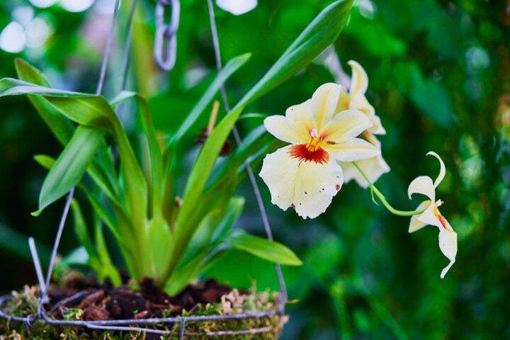 30-เมล็ดพันธุ์-เมล็ดกล้วยไม้-กล้วยไม้มิลโทนอปซิส-miltonopsis-orchids-orchid-flower-seed-อัตราการงอก-80-85