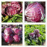 เมล็ดพันธุ์ แรดิชิโอ พอลล่าโรซ่า (Radicchio Palla Rosa Seed) บรรจุ 500 เมล็ด