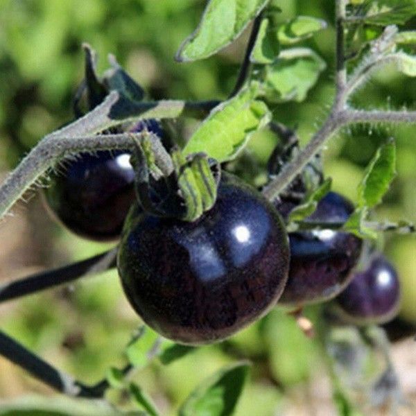 Rare Seeds Tomato Black Cherry Russian Heirloom Vegetable Seed Mini ...