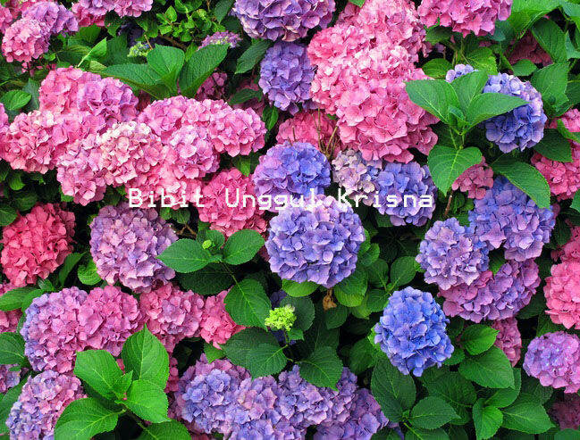 Image of Hydrangea macrophylla rose 5