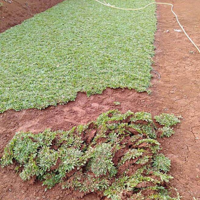 Rumput Gajah Mini Ukuran Full 1 Meter Persegi Rumput Gajah Mini