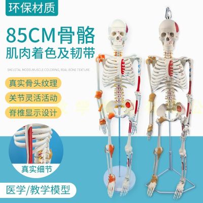 85 cm body skeleton bone disc with nerve and muscle shaded ligament spinal medicine model