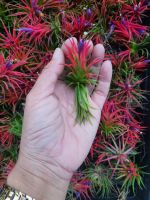 1ต้น ทิลแลนเซีย สัปรดอากาศ ทิลแลนเซีย (Tillandsia ionantha) พันธุ์นี้ ดอกจะออกช่วงหน้าหนาว ปีละครั้ง เวลาใกล้ ๆ ออกดอก
กาบใบจะเริ่มเปลี่ยนสีเป็นแดงอ่อน ๆ แล้วค่อย ๆ เข้มขึ้นเรื่อย ๆ จนดอกสีม่วง ๆ โผล่ นับเวลานาน
ประมาณสองสัปดาห์ได้ เกสรสีเหลือง ๆ