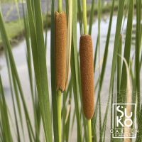 ต้นธูปฤาษี | ต้นกกช้าง | ต้นกกธูป (Typha angustifoliaL.) | 45 - 60 ชม. | ไม้น้ำ | ไม้ประดับ | ขายเป็นหน่อ