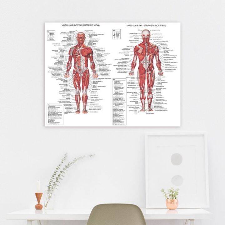 human-anatomy-muscles-system-art-poster-print-body-map-silk-wall-pictures-for-medical-education-home-decor-new