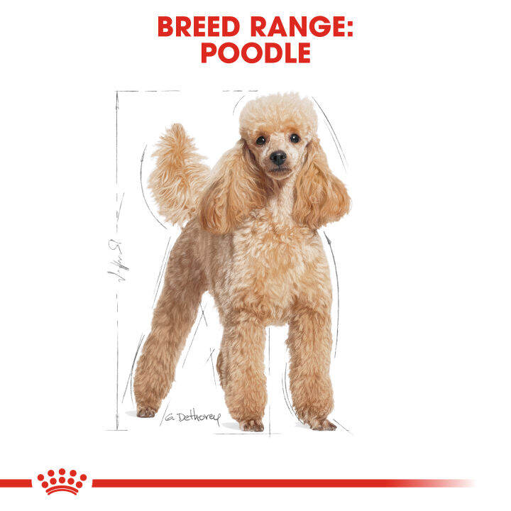 ยกกล่อง-12-ซอง-royal-canin-poodle-adult-pouch-loaf-โรยัล-คานิน-อาหารเปียกสุนัขโต-พันธุ์พุดเดิ้ล-อายุ-10-เดือนขึ้นไป-โลฟเนื้อละเอียด-wet-dog-food