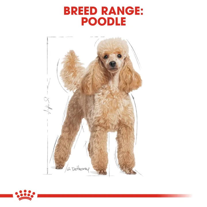 royal-canin-poodle-adult-500g-สำหรับสุนัขโตพันธุ์พุดเดิ้ล-อายุ-10-เดือนขึ้นไป