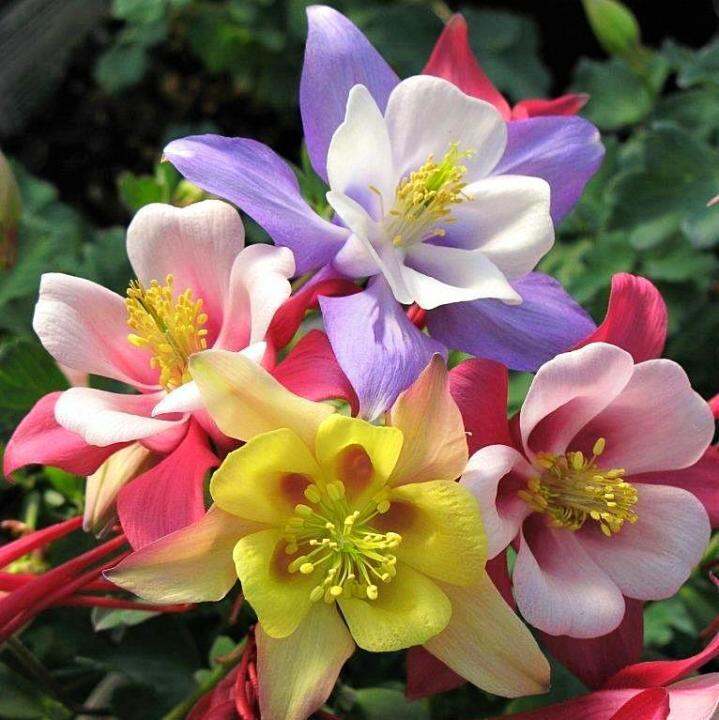 เมล็ดพันธุ์-โคลัมไบน์-aquilegia-vulgaris-var-stellata-columbine-barlow-50-เมล็ด-เมล็ดพันธุ์นำเข้าจาก-อังกฤษ