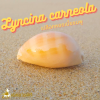 Andaman seashell เปลือกหอย เบี้ยชมพู (Lyncina carneola)