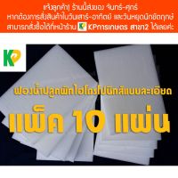 ?BigSale! ฟองน้ำเพาะเมล็ด ชุด 10 แผ่น [ไร้ขอบ] แบบละเอียด ปลูกผักไฮโดรโปนิกส์ ผักสลัด | KP การเกษตร สุดคุ้ม