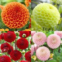 1 เหง้า/ชุุด รักเร่ Dahlia Bulb สายพันธุ์ Pompon Lunar Light หัวรักเร่ ดอกไม้ ดอกรักเร่ เหง้า นำเข้า ยุโรป หัวสดใหม่ ผ่านการแช่เย็นแล้ว