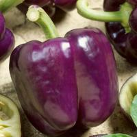 เมล็ดพริกหวาน สีม่วง Pepper Purple Bell Seeds 20 เมล็ด