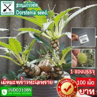 เม็ดมะพร้าวทะเลทราย Dorstenia seeds. รุ่นใบยาว ขายเมล็ดมะพร้าวทะเลทราย 1 ซอง บรรจุ 100 เม็ด