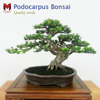 ต้นโพโดคาร์ปัส บอนไซขนาดเล็ก podocarpus bonsai (10เมล็ด)