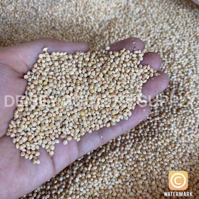Bird feeding white millet seed (1 Kg) Lazada PH