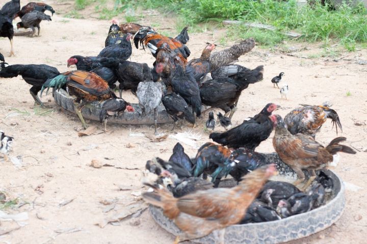 ไก่ชนเป็นหวัด