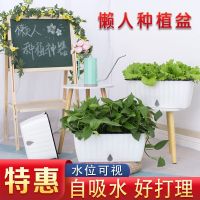 [COD] Lazy automatic water-absorbing flower price home large vegetable green dill plastic long