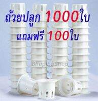 ส่งไว!! ขายถูก!! ถ้วยปลูกผักไฮโดรโปรนิกส์  ชุด 1000ใบ แถมฟรี 100ใบ | ถ้วยปลูก  ถ้วยปลูกผักสลัด   รับประกันคุณภาพหนา เหนียวทนทาน คุ้มค่า