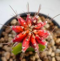 กระบองเพชร Gymnocalycium mihanovichii variegated  Yellow tiger  ยิมโนด่าง เสือเหลือง