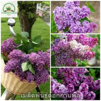 เมล็ดพันธุ์ดอกกานพลู (Lilac Flower Seeds) ต้นดอกไม้สวยๆ เมล็ดดอกไม้ บอนไซ ไม้ดอก ต้นไม้ประดับ ต้นไม้ฟอกอากาศ ของแต่งสวน เมล็ดบอนไซ พันธุ์ดอกไม้ ดอกไม้จริง เมล็ดพันธุ์แท้ 100% ปลูกง่าย ปลูกได้ทั่วไทย (แต่ละแพ็คมี 50 เมล็ด - Seeds for planting)