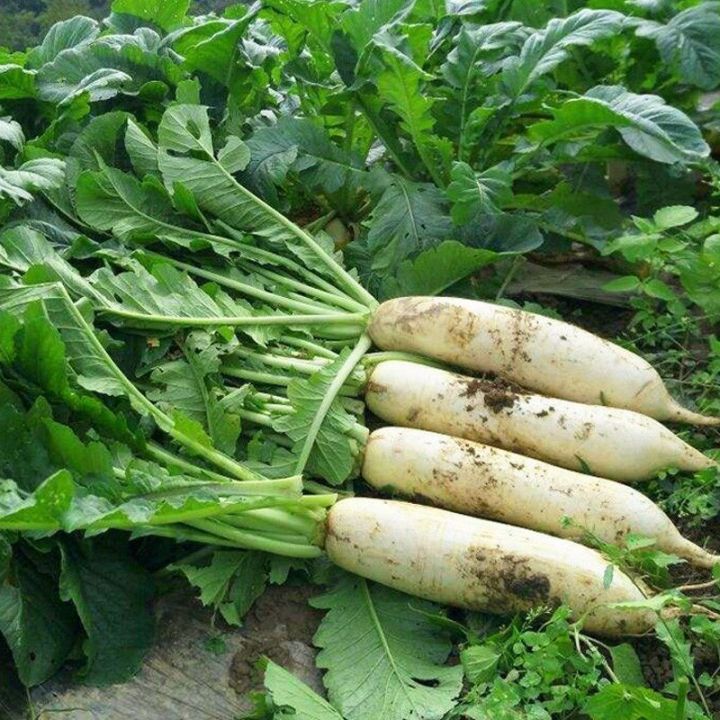 50 Biji Benih Lobak Giant Lobak Putih Besar Radish Seed Lazada